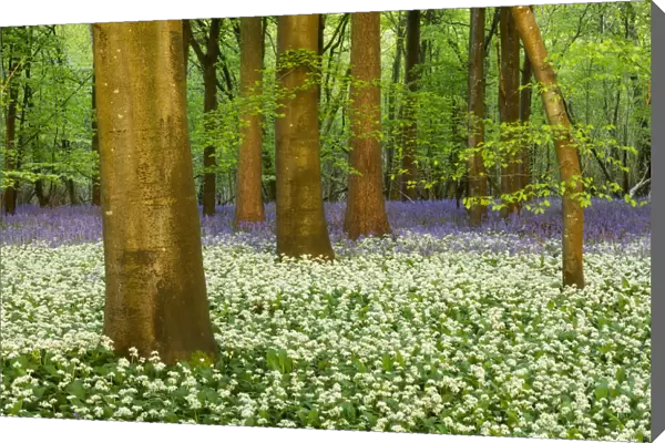 Spring flowers in deciduous woodland with Bluebells (Hyacinthoides non-scriptus