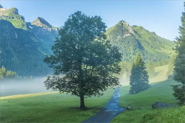 Switzerland, St. Gallen, Grabs, Voralp, Maple tree