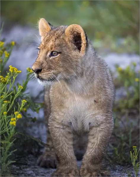 Female lion cub in grassland, Liuwa Plain National Park, Zambia