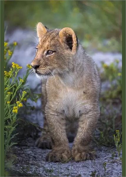 Female lion cub in grassland, Liuwa Plain National Park, Zambia