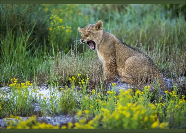 Lion cub yawning, Liuwa Plain National Park, Zambia