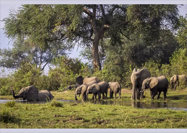 African elephant herd preparing to cross the Inkalange Channel, Lower Zambezi National Park, Zambia