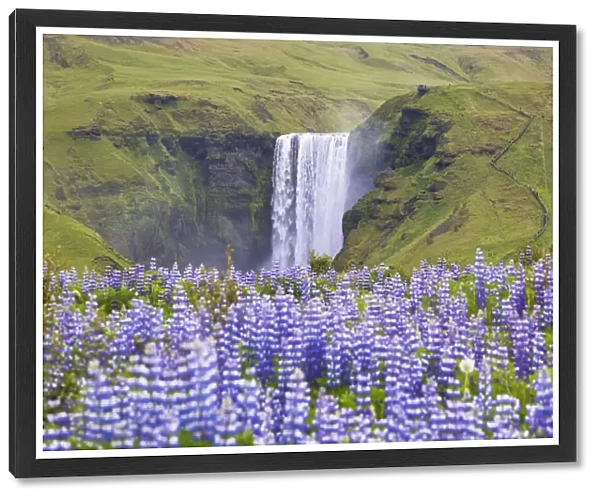 Lupins wrap the green meadows around the Skogafoss waterfall, Sudurland, Iceland