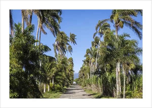 France, Reunion Island, Sainte Marie, The access road to Domaine du Grande Hazier