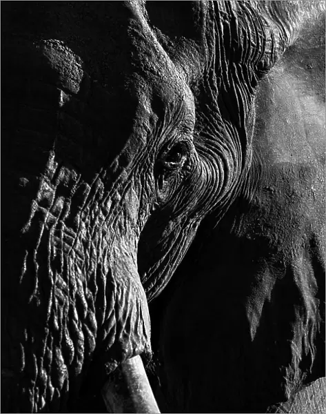 Elephant Portrait, Okavango Delta, Botswana