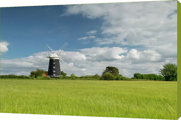 Burnham Overy Mill in Field of Wheat, Norfolk, England