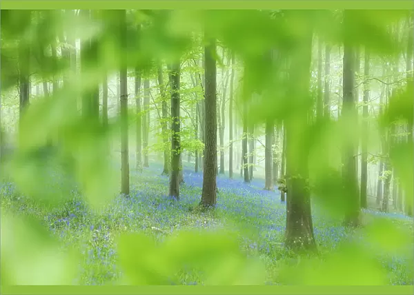 Beech woodland with bluebells, Ashmore Woods, Cranborne Chase, Dorset, England, UK