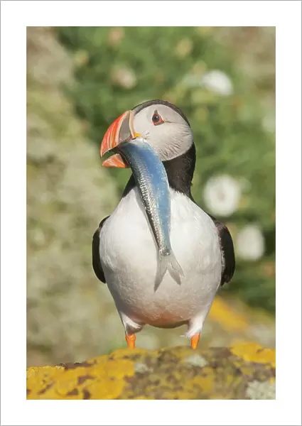 Puffin (Fratercula arctica) with sprat, Isle of May, Forth of Forth, Scotland, UK