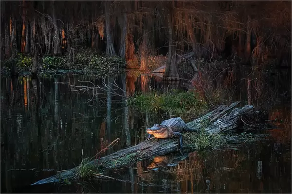 American alligator (Alligator mississippiensis) resting in Lake Martin, Louisiana