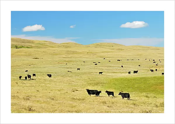 Cattle. Black angus Maple Creek Saskatchewan, Canada