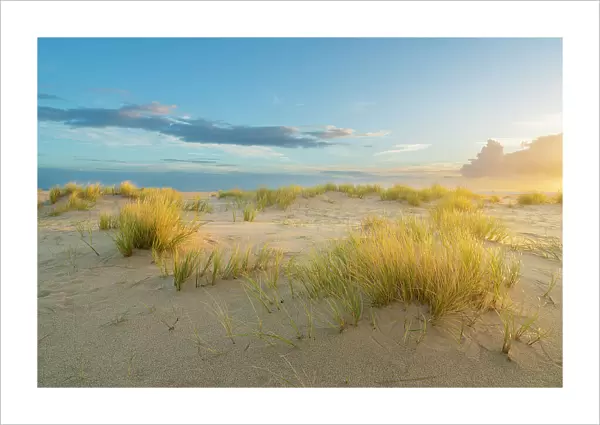 Grass covered sand dunes near List-Ost Lighthouse at sunrise, Ellenbogen, Sylt, Nordfriesland, Schleswig-Holstein, Germany
