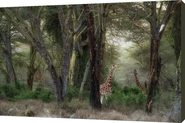 Rothschild's giraffe (Giraffa camelopardalis rothschildi), in the forest of Lake Nakuru National Park, Kenya