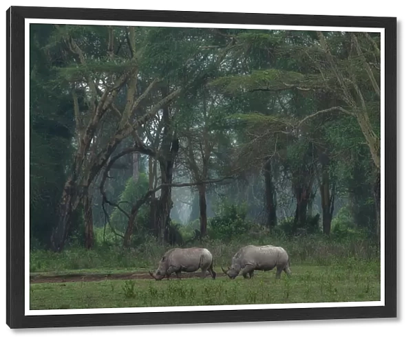 White rhino in Lake Nakuru National Park, Kenya