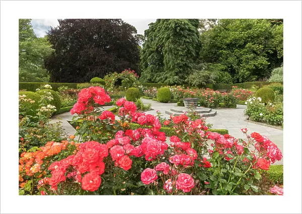 Roses in Christchurch Botanical Gardens, Christchurch, South Island, New Zealand