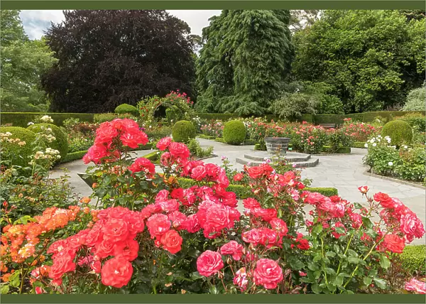 Roses in Christchurch Botanical Gardens, Christchurch, South Island, New Zealand