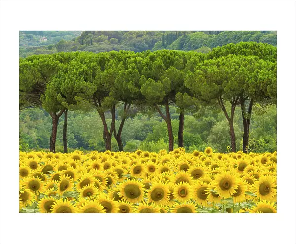 Sunflowers & Umbrella Pines, near Perugia, Umbria, Italy
