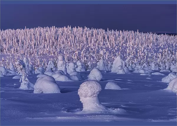 Frozen Arctic forest covered with deep snow at dusk, Riisitunturi National Park, Posio, Lapland, Finland