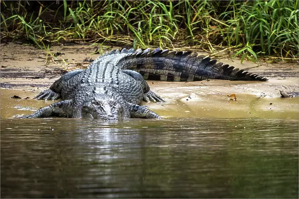 Saltwater crocodile on bank of the Daintree River, Daintree, Queensland, Australia