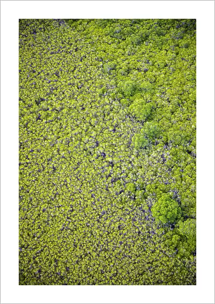 Aerial of mangroves, Port Douglas, Queensland, Australia