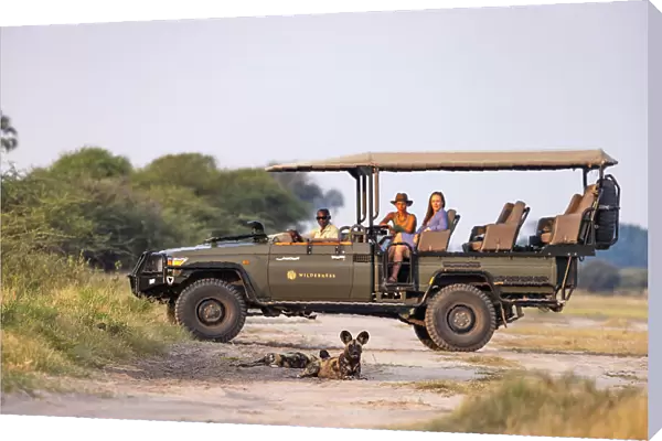Gamedrive with Wild Dog, Okavango Delta, Botswana