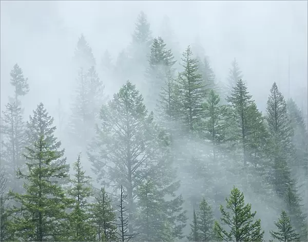 Trees in fog and rain. Monashee Mountains, NAncy Green Provincial Park, British Columbia, Canada