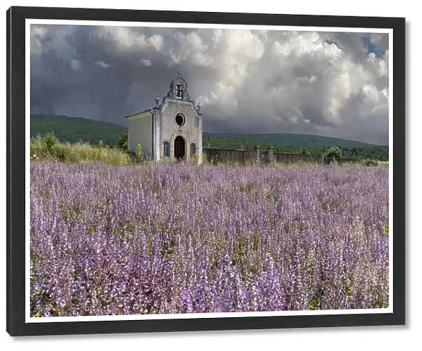 France, Provence-Alpes-Cote d'Azur, Banon, a small chapel surrounded by pink sage (sauge sclaree) in Provence