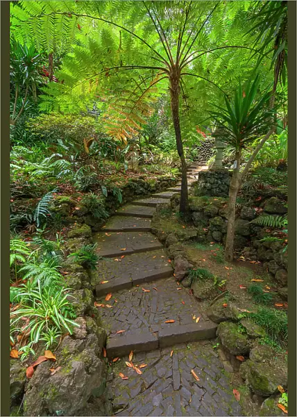 Path amidst green plants leading through Monte Palace Tropical Garden, Funchal, Madeira, Portugal