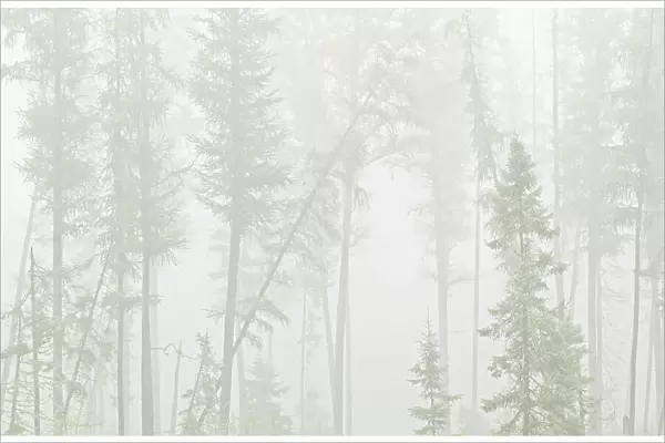 Trees of boreal forest in fog Ear Falls, Ontario, Canada