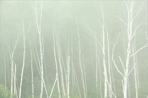 White birch trees (Betula papyrifera) in fog Rossport, Ontario, Canada