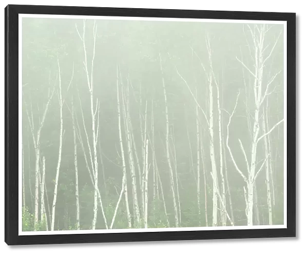 White birch trees (Betula papyrifera) in fog Rossport, Ontario, Canada