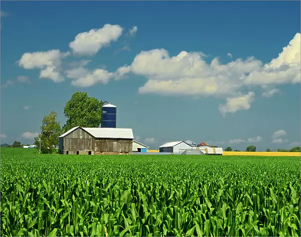 Corn field and old barn Elmvale, Ontario, Canada
