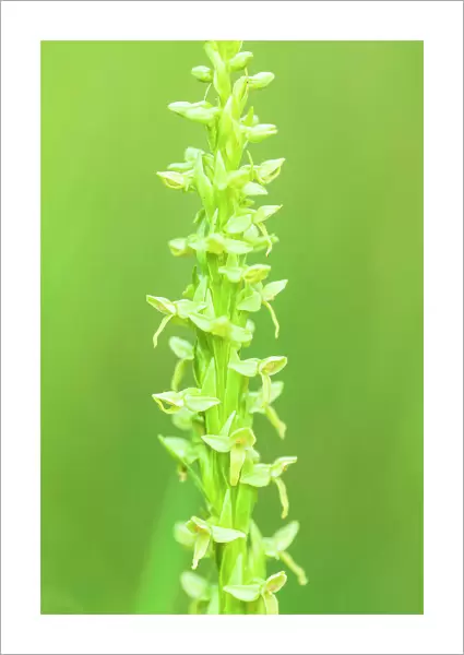 Northern green bog orchid (Platanthera huronensis) Banff National Park Alberta Canada