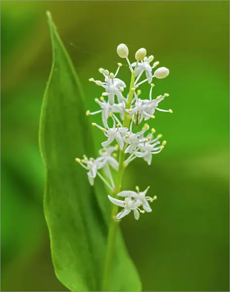 Wild Lily-of-the-valley (Maianthemum canadense) at Bunny Lake Sioux Narrows, Ontario, Canada