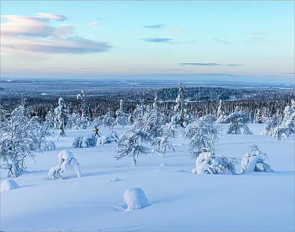 Frozen snowy forest during the cold arctic sunrise, Lapland, Finland