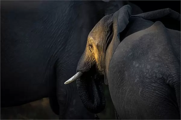 Elephant, Lower Zambezi National Park, Zambia