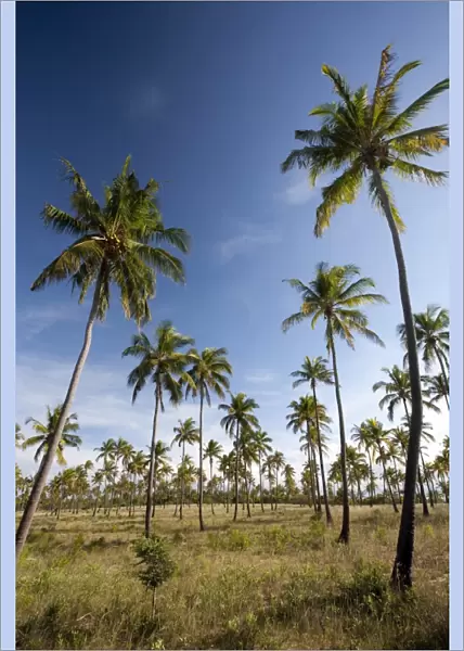 Mozambique, Tofo. Coconut plantations around Tofo