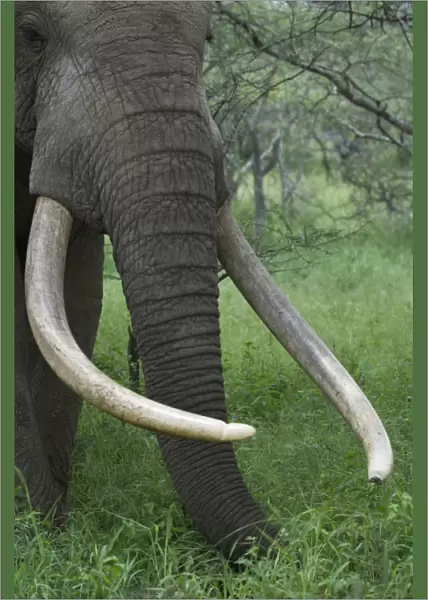 Kenya, Chyulu Hills, Ol Donyo Wuas. A bull elephant with massive tusks browses in the bush