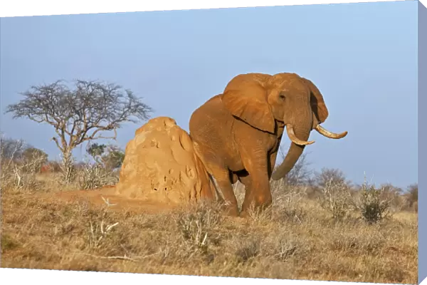 A fine African bull elephant rubs itself on a termite mound in Tsavo East National Park