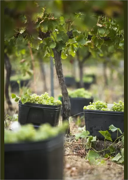 Australia, Western Australia, Margaret River, Wilyabrup. Hand picked grapes ready for collection in the