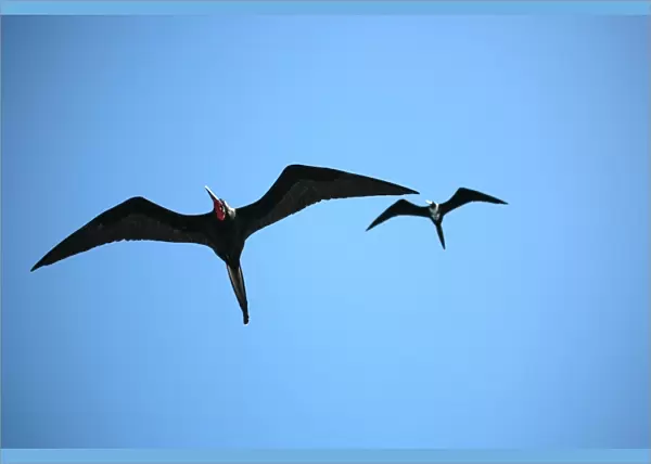 Ecuador, Galapagos. A male and female frigate bird soar overhead