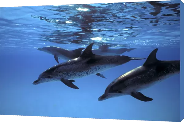 Atlantic Spotted Dolphin pod (Stenella frontalis) underwater on the Little Bahama Banks, Grand Bahama Island, Bahamas (Resolution Restricted - pls contact