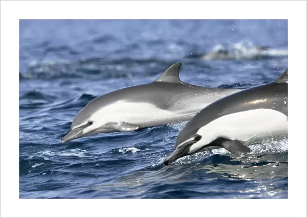 Short-beaked common dolphin pair (Delphinus delphis) leaping next to each other off the north shore of Catalina Island, Southern California, USA. Pacific Ocean