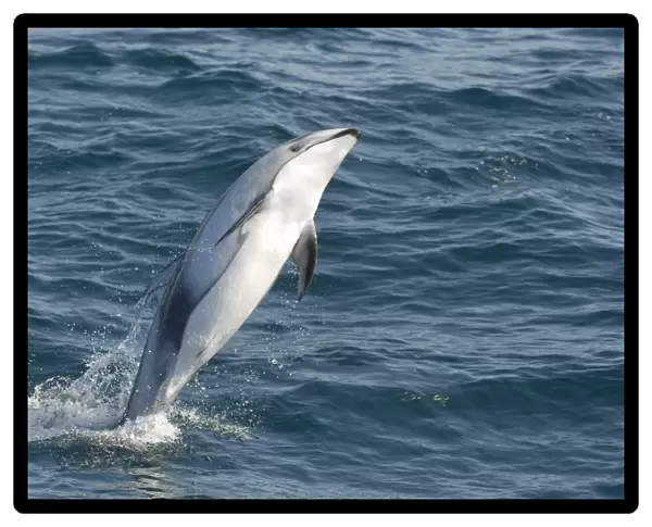 Pacific white-sided dolphin, Lagenorhynchus obliquidens, breaching, Monterey bay, California, USA, Pacific ocean, National marine sanctuary