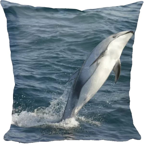 Pacific white-sided dolphin, Lagenorhynchus obliquidens, breaching, Monterey bay, California, USA, Pacific ocean, National marine sanctuary