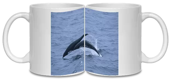 Northern right whale dolphin, Lissodelphis borealis, porpoising, Monterey bay, California, USA, Pacific ocean, National marine sanctuary