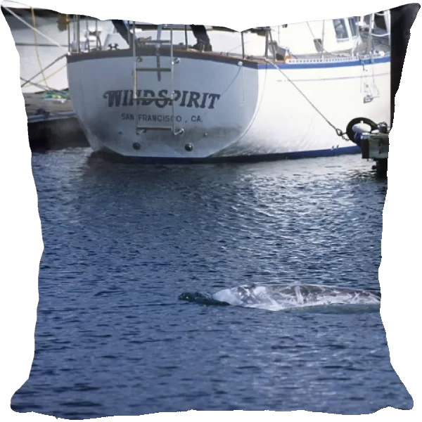 Risso dolphin, Grampus griseus, stranding, inside Monterey harbor, monterey bay california pacific ocean, USA, marine sanctuary