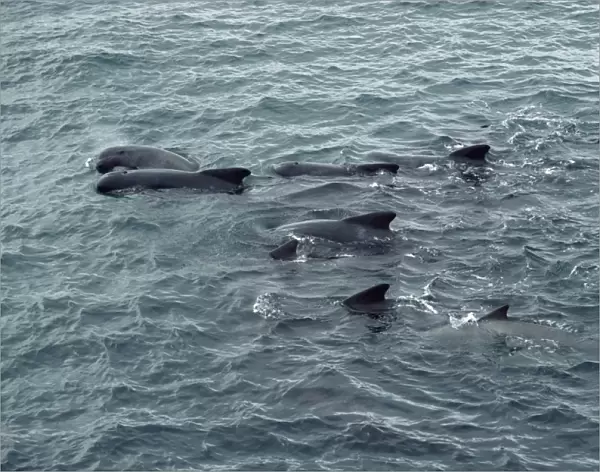 Social group of Long-finned pilot whales (Globicephala melas). Offshore Rockall Trough, North-west Scotland