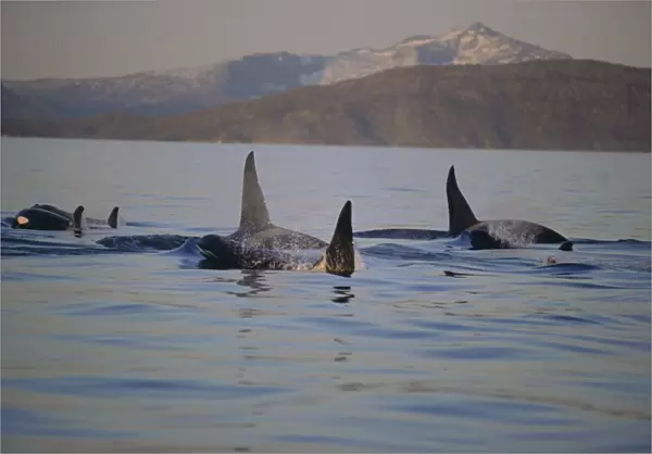 Group of Killer whales (Orcinus orca), including three adult males, moving through the fjords in winter. Tysfjord, northern Norway