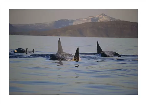 Group of Killer whales (Orcinus orca), including three adult males, moving through the fjords in winter. Tysfjord, northern Norway