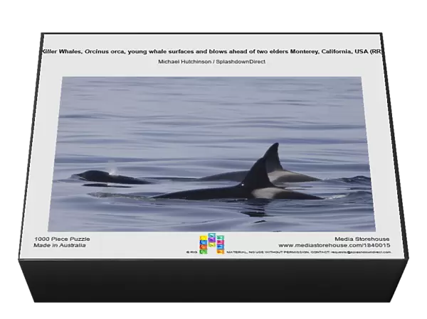 Killer Whales, Orcinus orca, young whale surfaces and blows ahead of two elders Monterey, California, USA (RR)